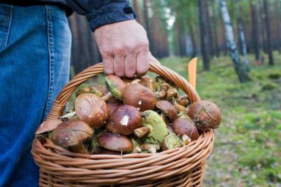 По грибы и ягоды: правила безопасного поведения в лесной зоне