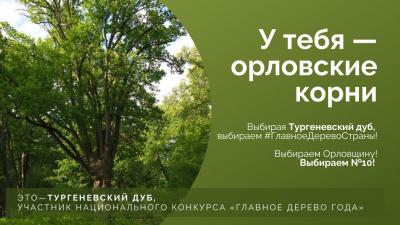 Тургеневский дуб в лидерах конкурса «Российское дерево года» 