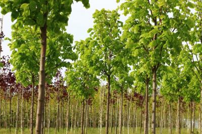 Зелёный фонд парка Победы обогатится новыми деревьями