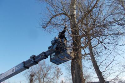 Снос деревьев в сквере Лескова производился на основании разрешительной документации