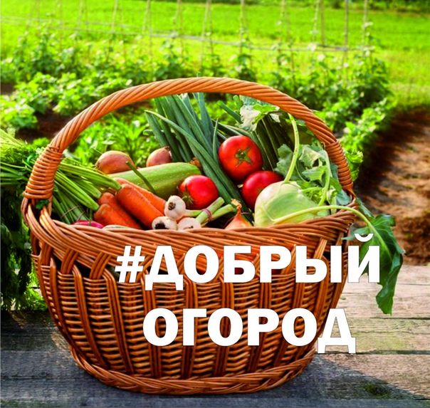 Орловцев приглашают принять участие в социальном проекте «Добрый огород»