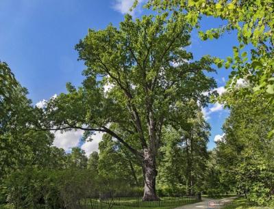 «Тургеневский дуб» стал победителем национального конкурса «Российское дерево года – 2021!»