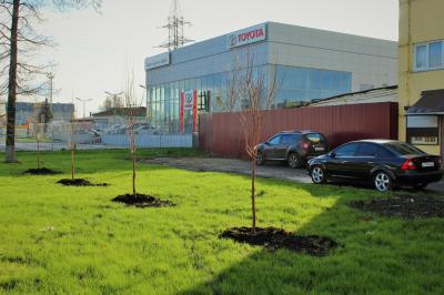 Вдоль Карачевского шоссе посадили новые деревья