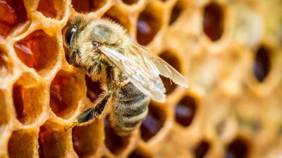Управление ветеринарии по Орловской области предупреждает о возможных заболеваниях пчёл