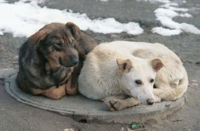 О местах скопления безнадзорных собак жители могут сообщать на станцию по борьбе с болезнями животных